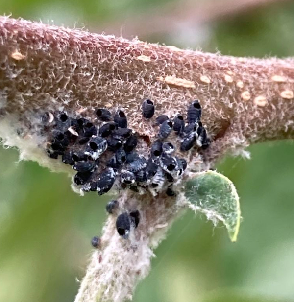 Una colonia di afidi lanigeri del melo parassitata da A. mali © Laimburg Research Centre